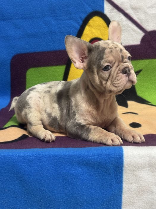 Пропонуємо шикарних цуценят французького бульдога
