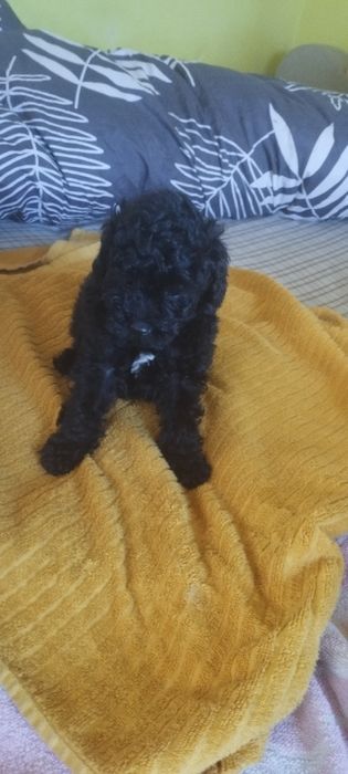 Pudelek toy wyjątkowy