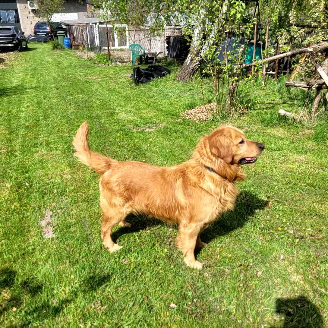 Golden retriever z rodowodem 5 letni