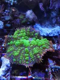 Rodactis sp. Koralowiec, akwarium morskie, korale, koralowce, nemo