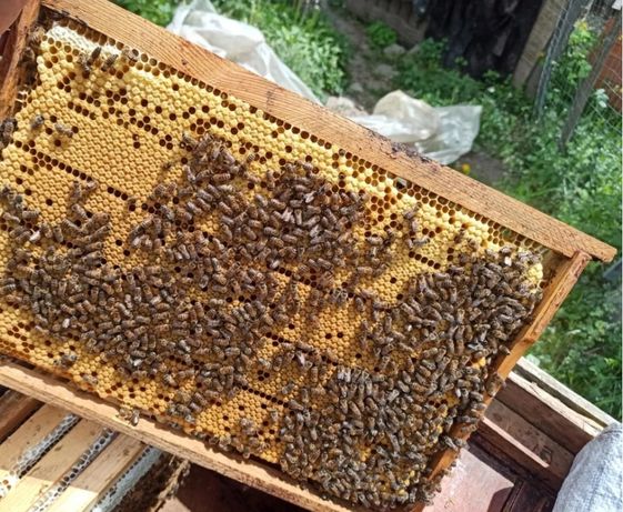 Продам бджолопакети Тисменицький район