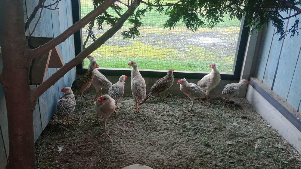 Sprzedam piękne bażanty