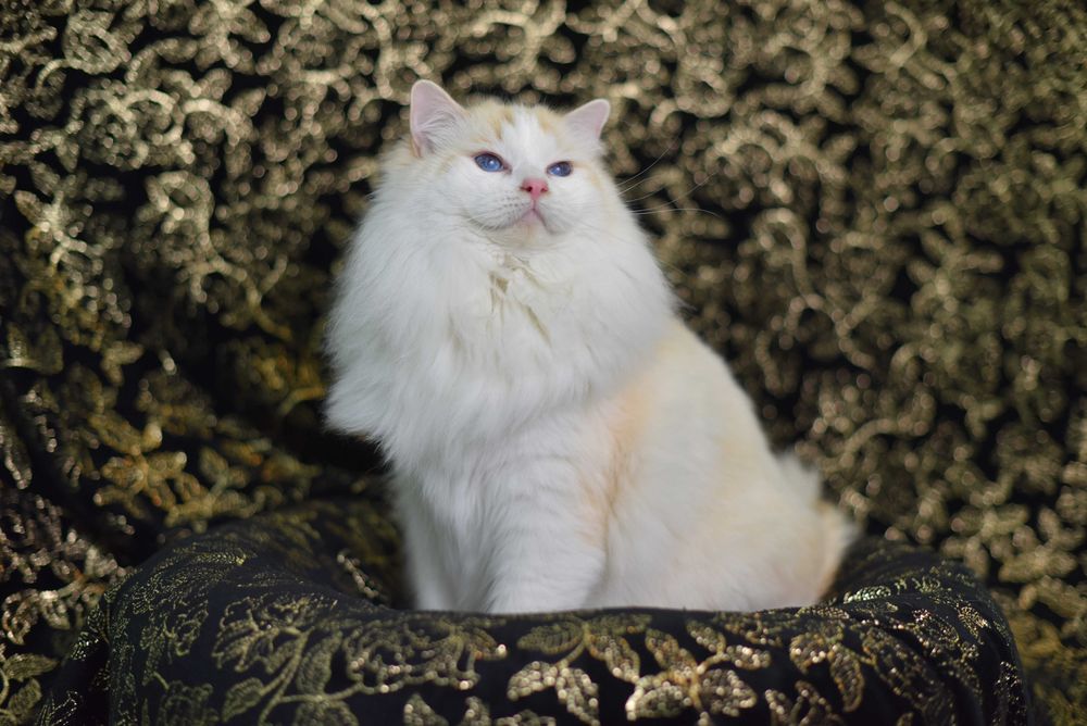 Dorosły kocur Ragdoll