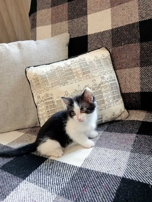 Маленькі кошенятка