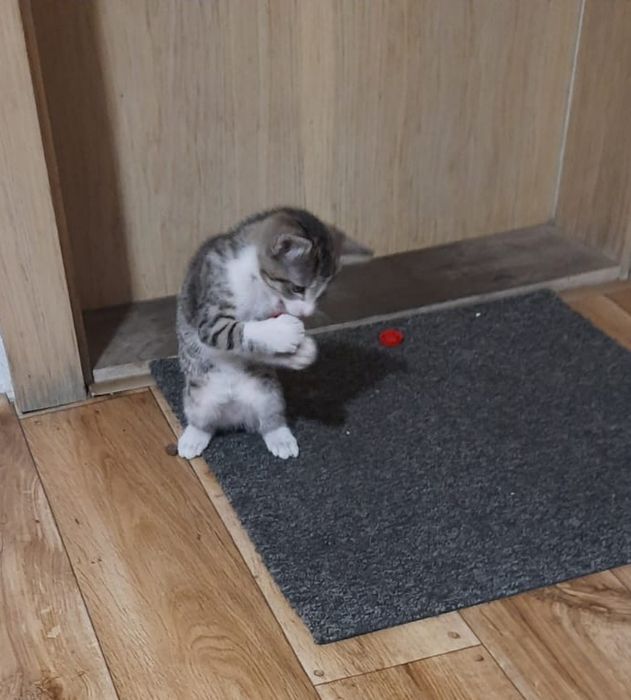 Mała kotka szuka domu/post grzecznosciowy