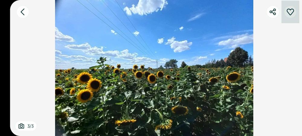 Słonecznik na poplon do ptaków