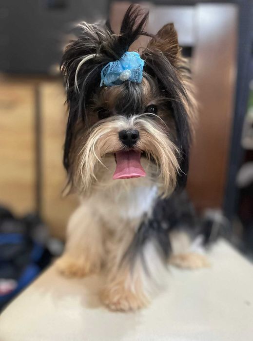 Biewer Yorkshire terrier suczka