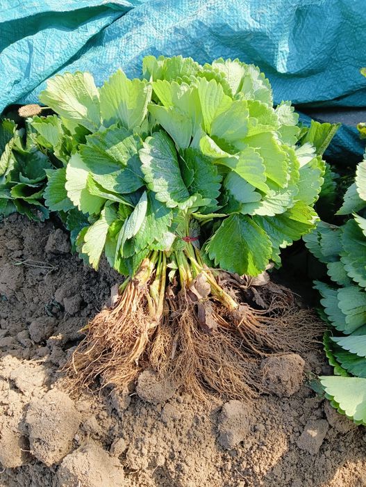 Sadzonki truskawek WYSYŁKA!