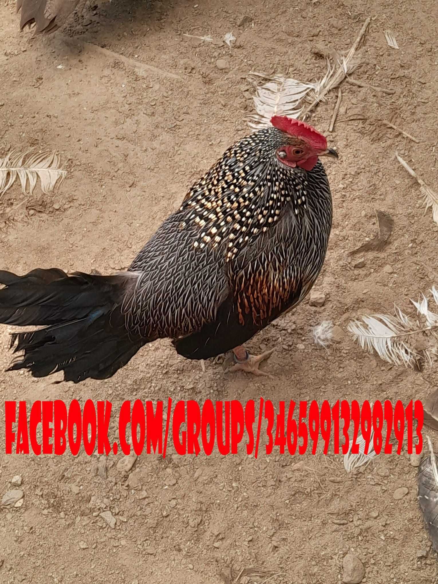Gallus Sonneratii