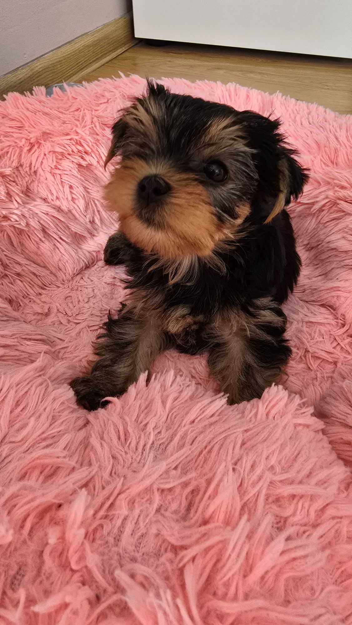 Yorkshire terrier suczka