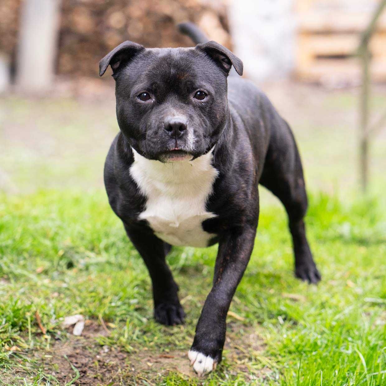 Staffordshire Bull Terrier staffik piesek z rodowodem