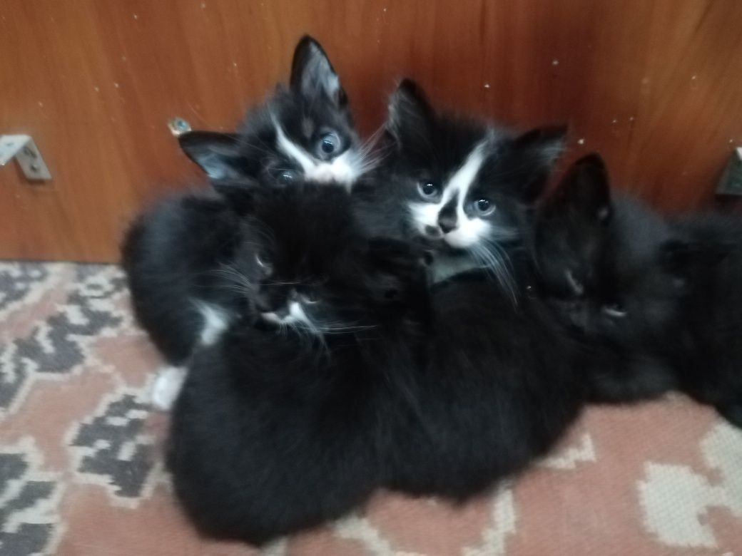Котята отдам в очень добрый дом