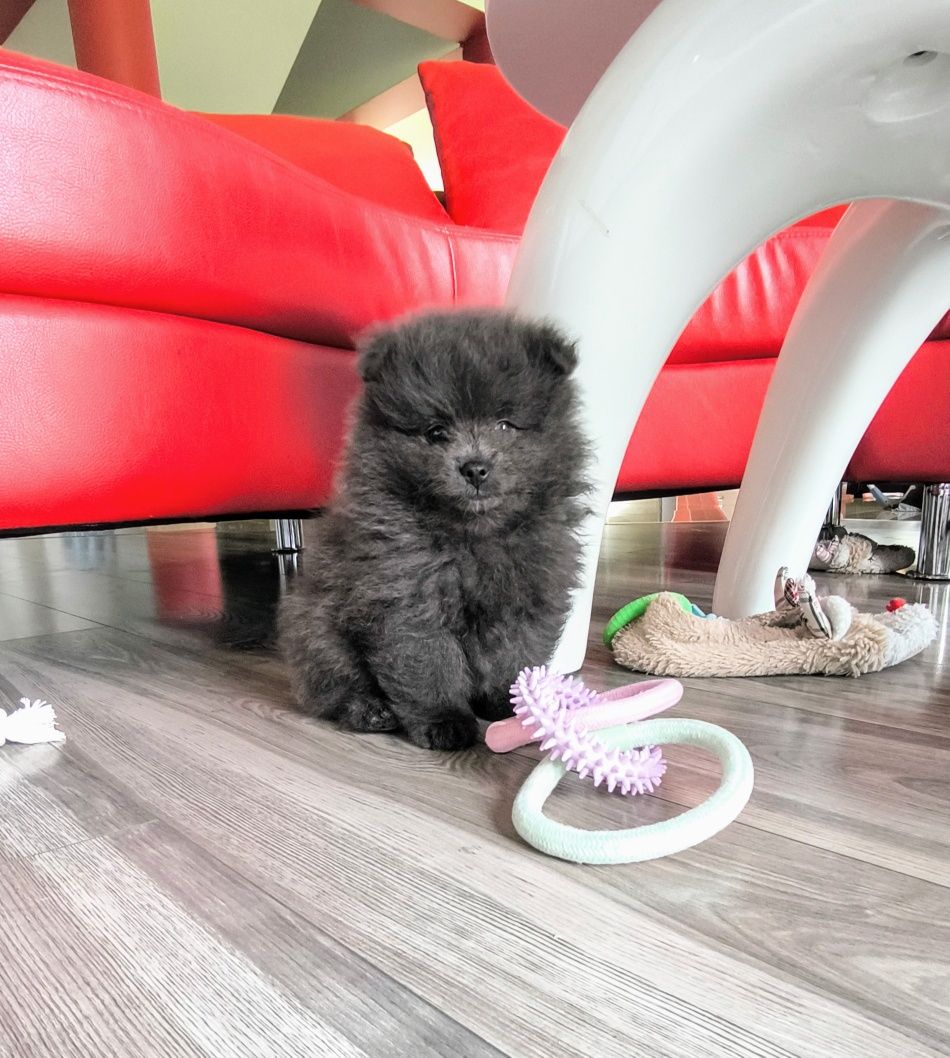 Szpic miniaturowy pomeranian blue błękitny unikat