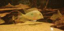 Geophagus sveni, młode 5cm.