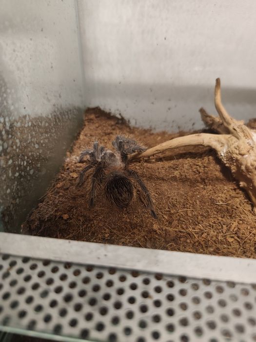 pająki Geniculata, Irminia, Parahybana