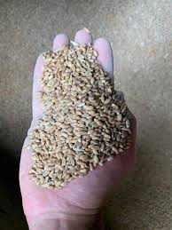 Продам пшеницю (урожай2022)