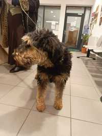 Pies znaleziony w Sopocie