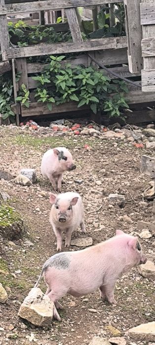 Mini pigs filhos de mãe branca e pai castanho