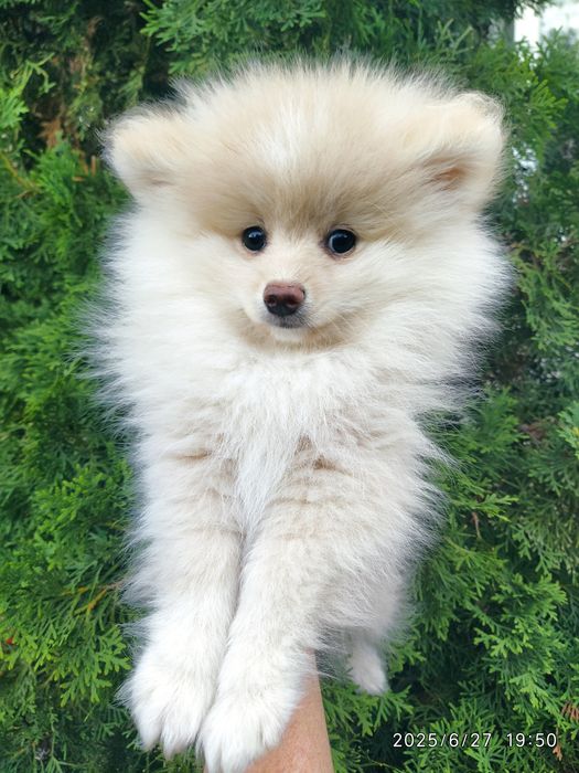 Шпицы мальчик и миниатюрная девочка