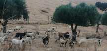 Cabras Para venda