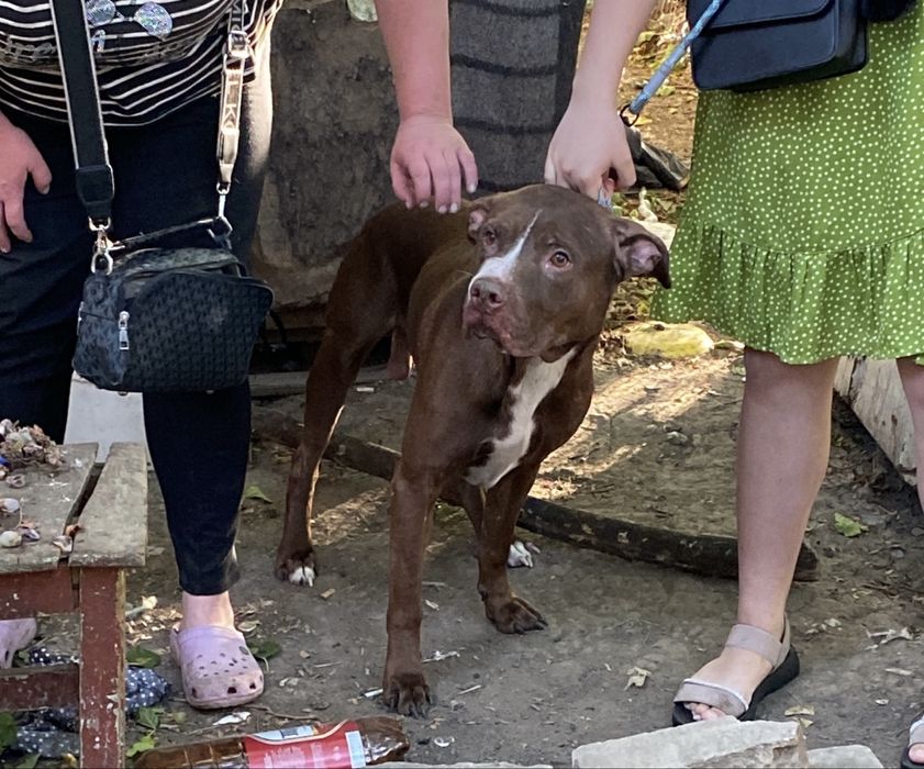 Питбуль питбули очень срочно!