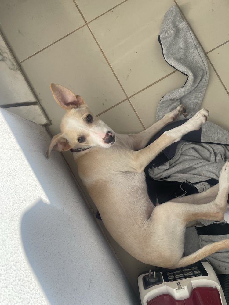 Cao para adoçao urgente