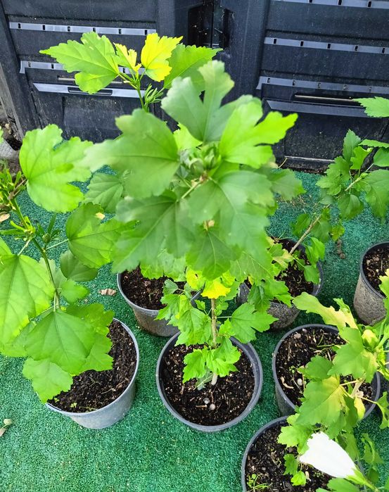 Hibiskus białe kwiaty i fioletowe