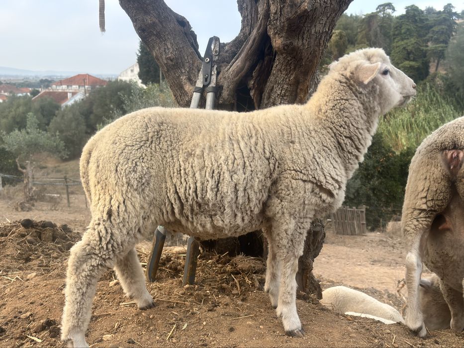 Borrego X.Ile de France
