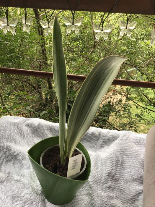 Sansewieria roslina doniczkowa