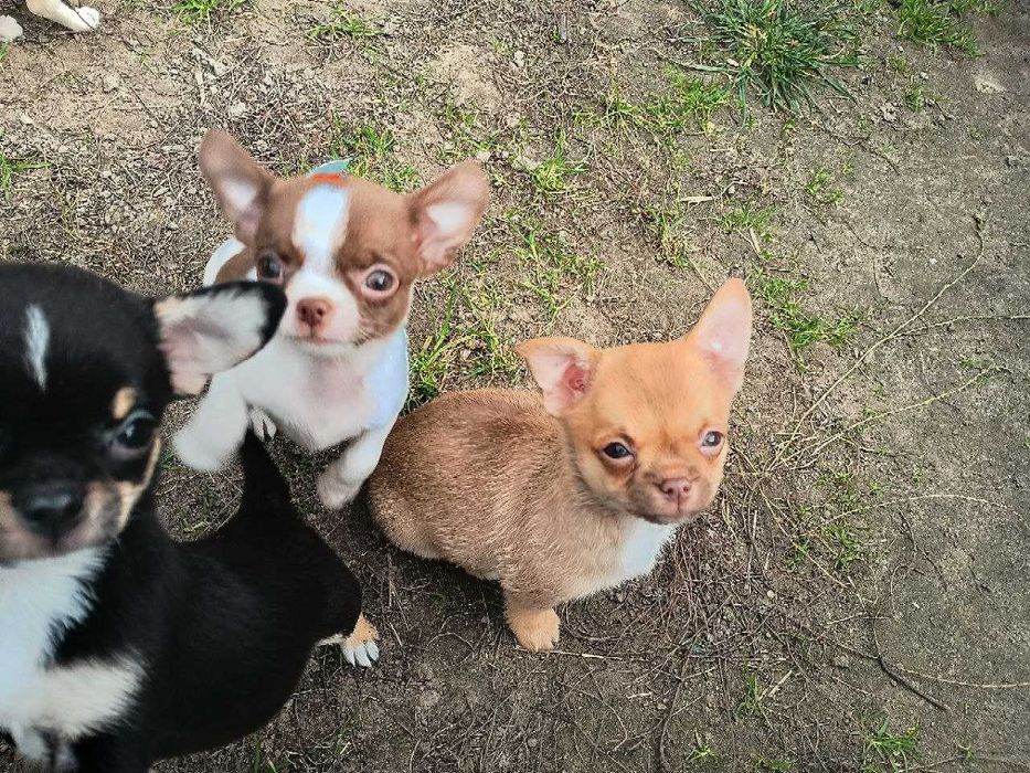 Чихуахуа дітки, хлопчики