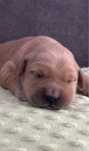 Golden Retriever zloty piesek ZKwP FCI
