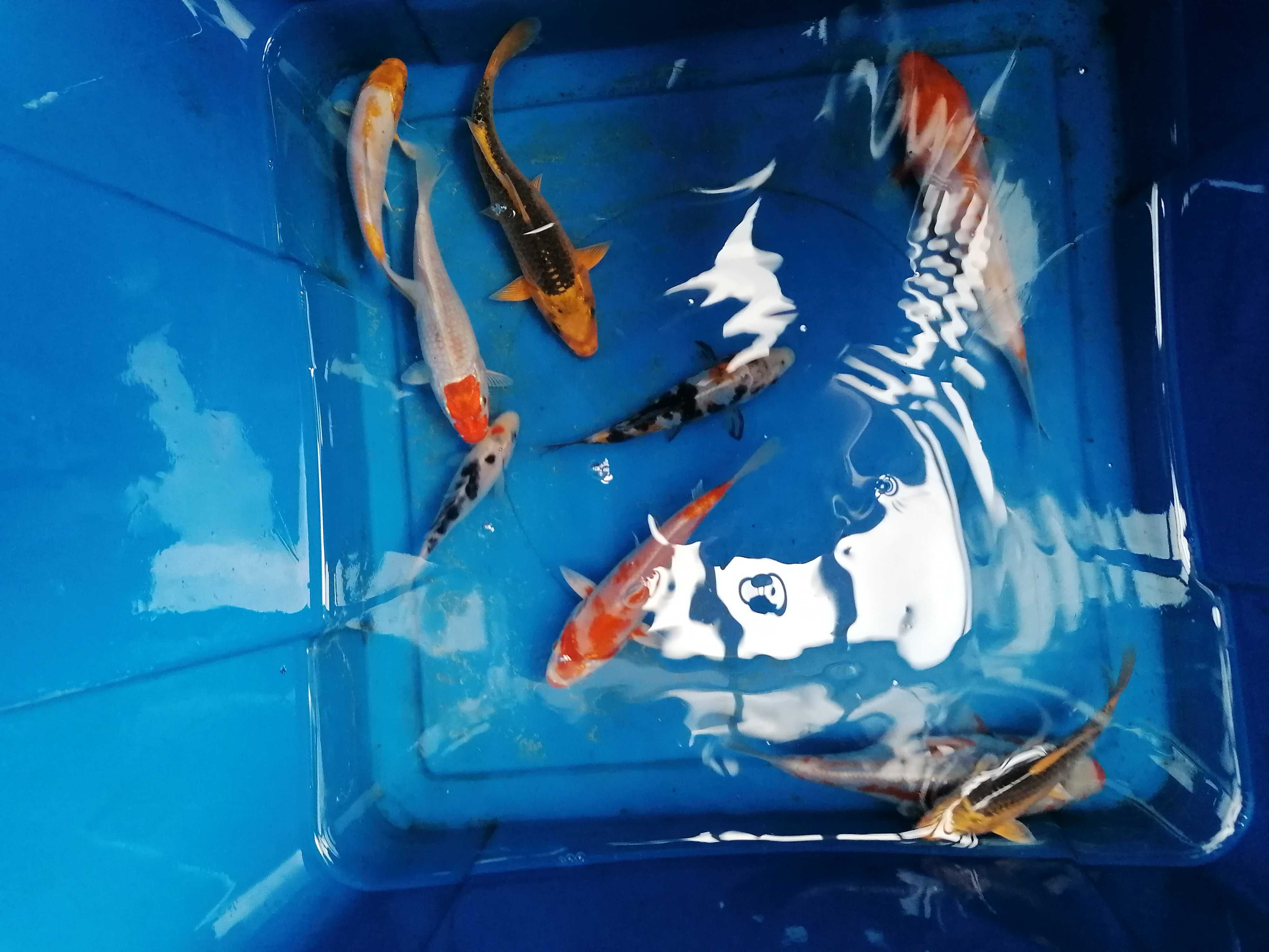Ryby do oczek wodnych, rybki kolorowe, karp koi ,Jesiotr