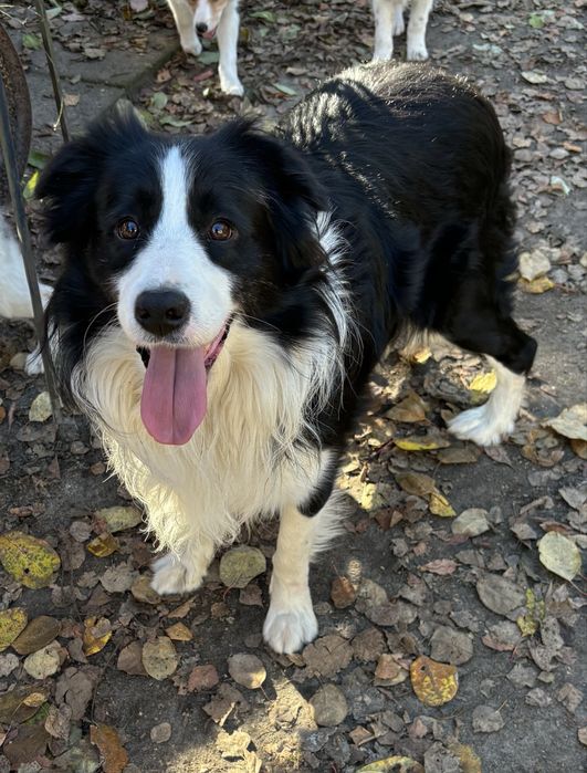 Border collie- piesek ee-red