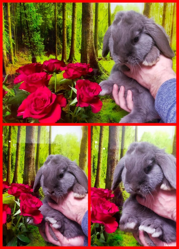 Królik baranek mini lop