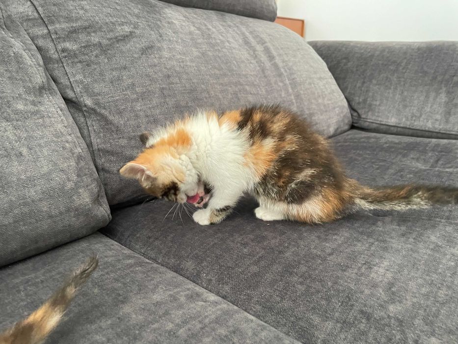 Gatos /gatas bebes para adoção