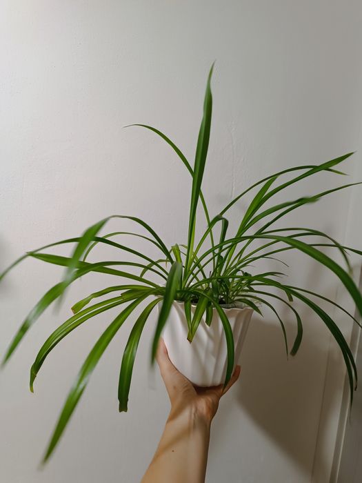 Хлорофітум зелений