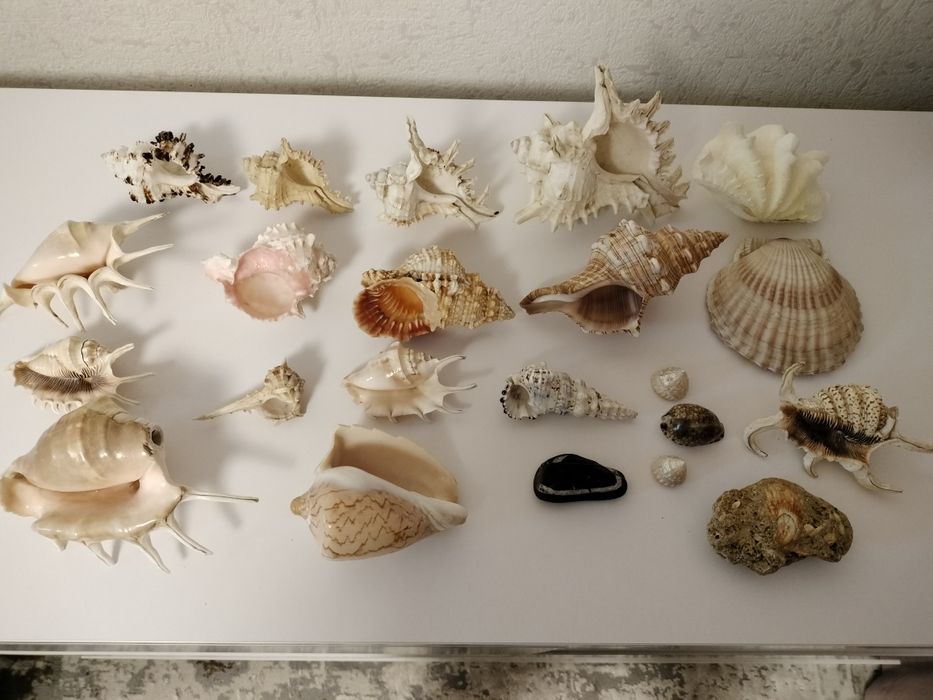 Ракушки океанические и морские