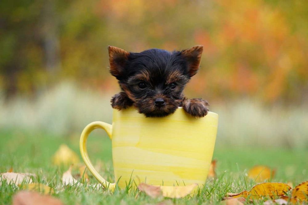 Хлопчики та дівчатка йорки