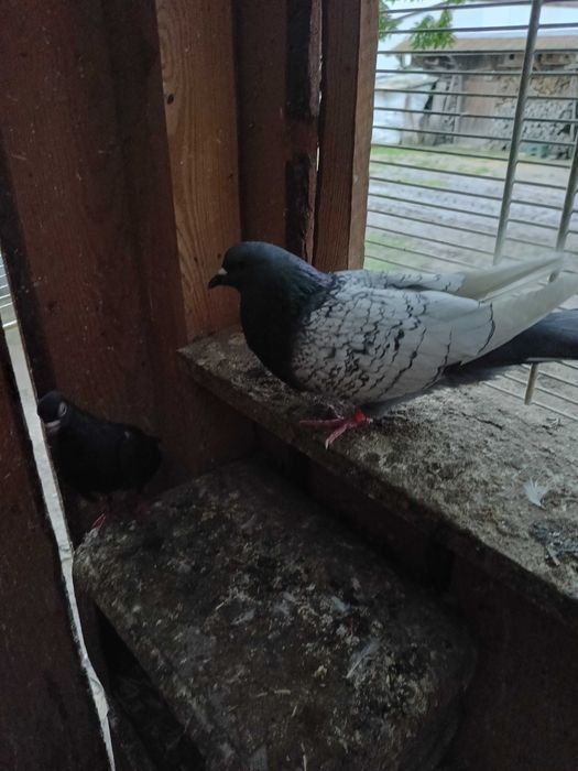 Gołębie ozdobne rysie