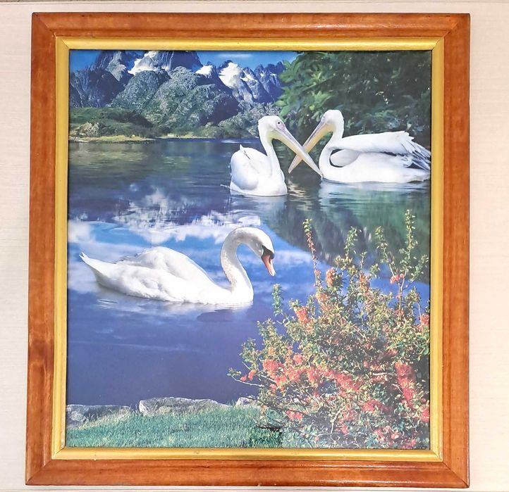 Фотокартина Лебеди и пеликаны