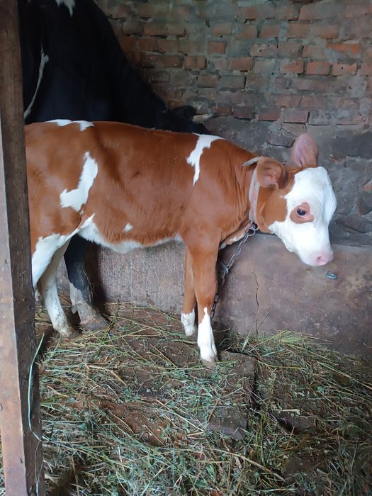 Продам теличку від доброї корови, 7 тижнів