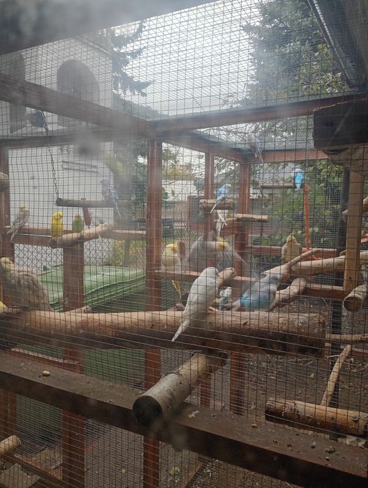 Woliera, klatka dla papug