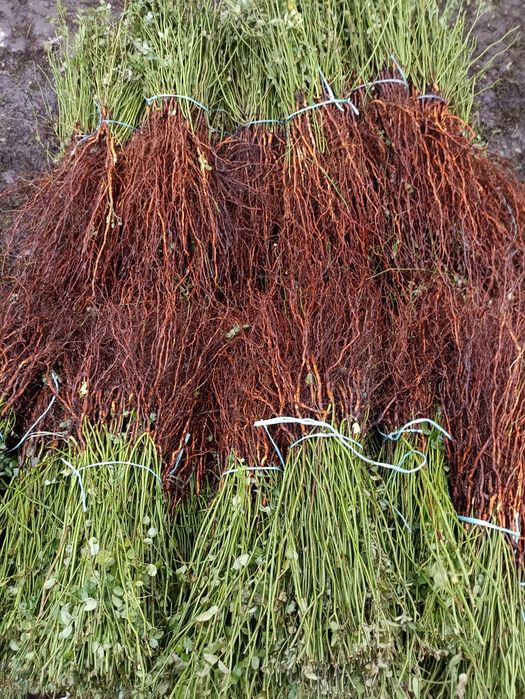 Подвой шиповника для окуліровкі троянд