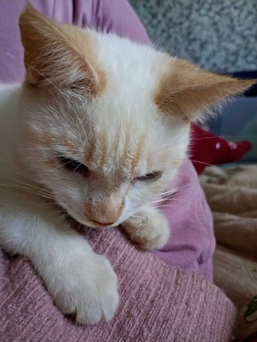 Сіамський ред-пойнт 9міс.