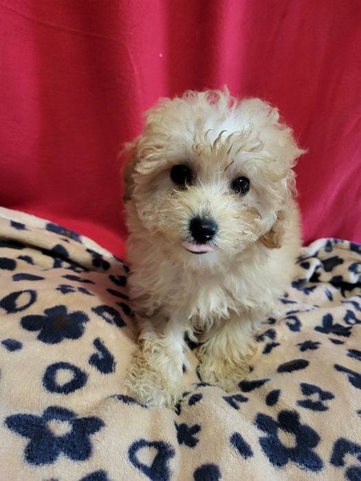 Maltipoo piesek zapraszam