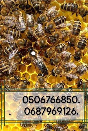 Плiднi бджоломатки .2023 рік