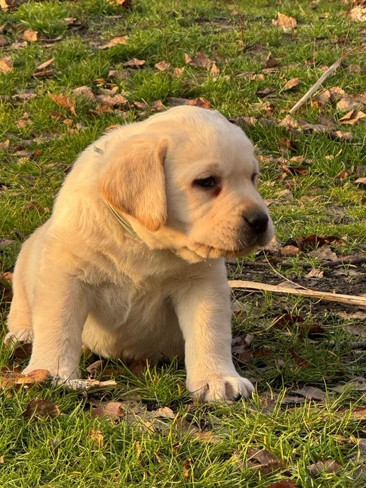 Хлопчики та дівчатка лабрадора з документами КСУ