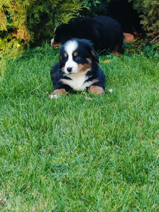 Sprzedam  Berneński Pies Pasterski piesek