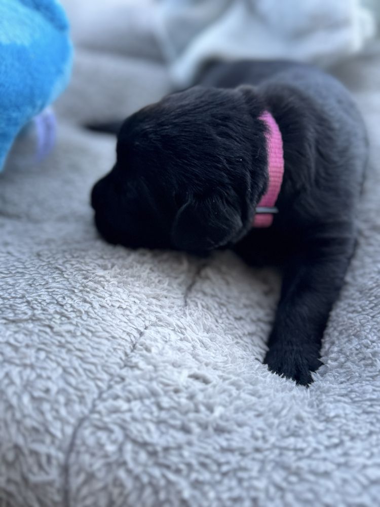 Labrador Retrivet miot A - Amina