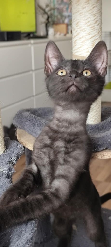 Michaś cudowny kotek do adopcji